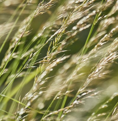 Ähren auf den Wiesen rund um Naafs-Häuschen