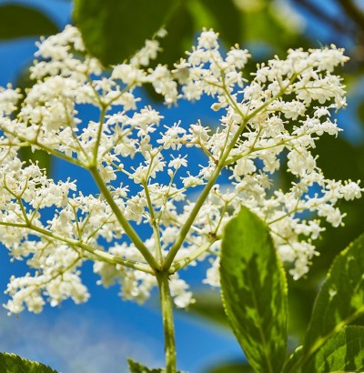 Blühende Hollunderblüten