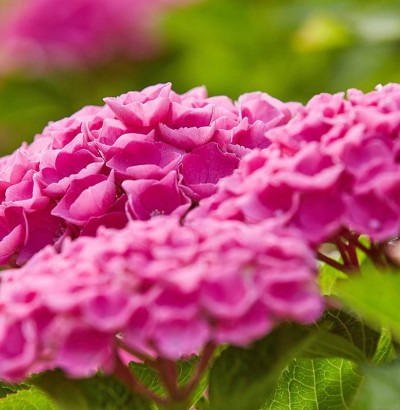 Hortensien im Garten