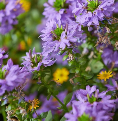 Blumen im Garten vom Hotel